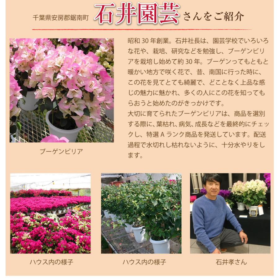 母の日ギフト 産地直送 花  鉢花 カーネーション以外 誕生日プレゼント 人気 2026  50代 60代 70代 80代 ピンク 色が選べるブーゲンビリアの鉢植え 5号鉢 | エーデルワイス花の贈り物 | 14
