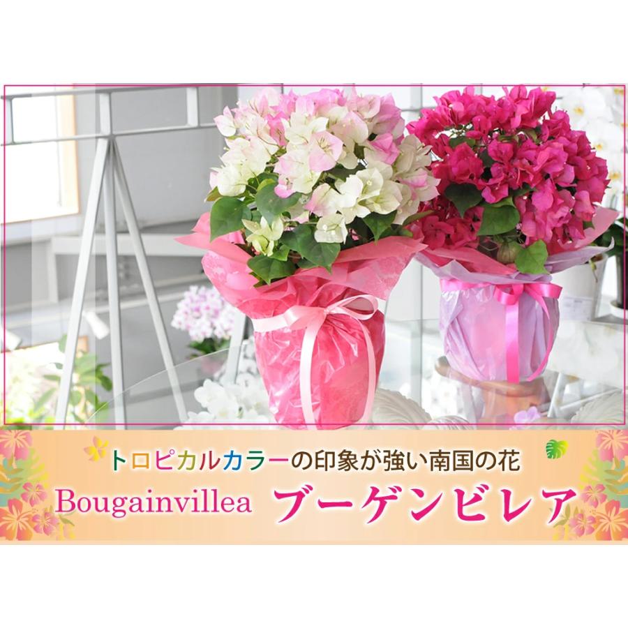 誕生日 お祝い プレゼント 花 ブーゲンビレア 色が選べるブーゲンビリアの鉢植え 5号鉢｜flower｜05