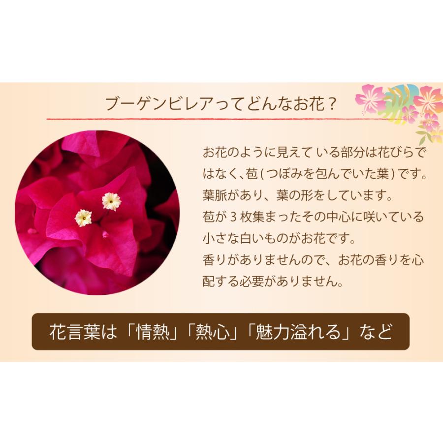 母の日 22 ブーゲンビリア 鉢植え プレゼント ギフト 誕生日 ブーゲンビリアの花 誕生日プレゼント 記念日 花 ブーゲンビリア ブーゲンビレア 5号鉢 For1104 花束ギフト花工房 誕生日翌日配達 通販 Yahoo ショッピング