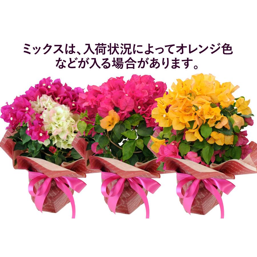 誕生日 お祝い プレゼント 花 ブーゲンビレア 色が選べるブーゲンビリアの鉢植え 5号鉢｜flower｜08