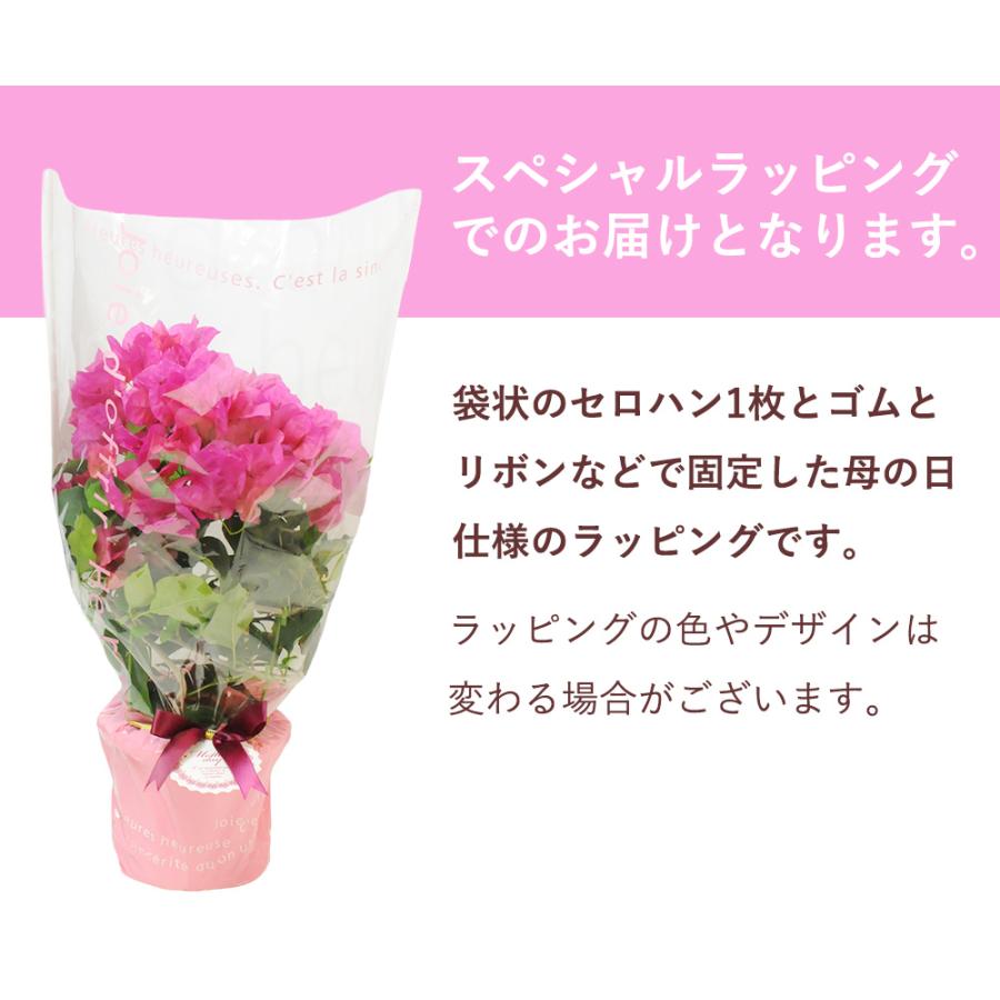 母の日ギフト 産地直送 花  鉢花 カーネーション以外 誕生日プレゼント 人気 2026  50代 60代 70代 80代 ピンク 色が選べるブーゲンビリアの鉢植え 5号鉢 | エーデルワイス花の贈り物 | 07