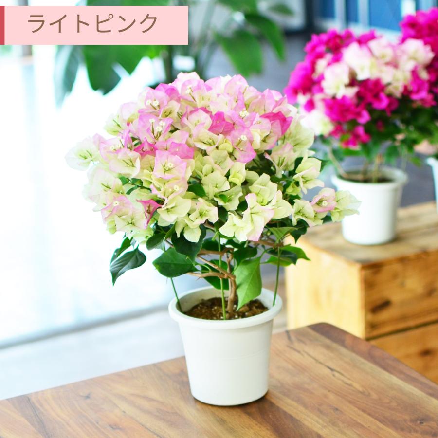 ブーゲンビリア　花いっぱいで小さいです‼︎ エーデルワイス花の贈り物 母の日 遅れてごめんね 2026 花 ギフト