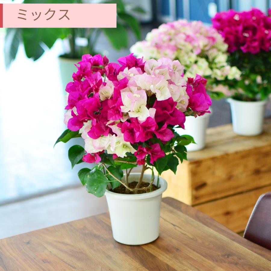 ブーゲンビリア　花いっぱいで小さいです‼︎ エーデルワイス花の贈り物 花 ギフト ブーゲンビリア 鉢植え 5号 鉢花
