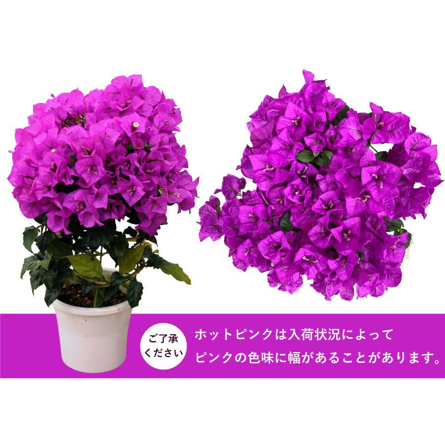花 ギフト お祝い 誕生日 ブーゲンビリア 鉢植え 花 鉢植え 花鉢 プレゼント ブーゲンビリアの花 ギフト ブーゲンビリア ブーゲンビレア 5号鉢 全3色 For1104 花束ギフト花工房 誕生日翌日配達 通販 Yahoo ショッピング