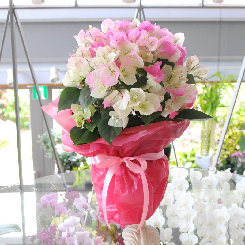 母の日ギフト 産地直送 花  鉢花 カーネーション以外 誕生日プレゼント 人気 2026  50代 60代 70代 80代 ピンク 色が選べるブーゲンビリアの鉢植え 5号鉢 | エーデルワイス花の贈り物 | 11