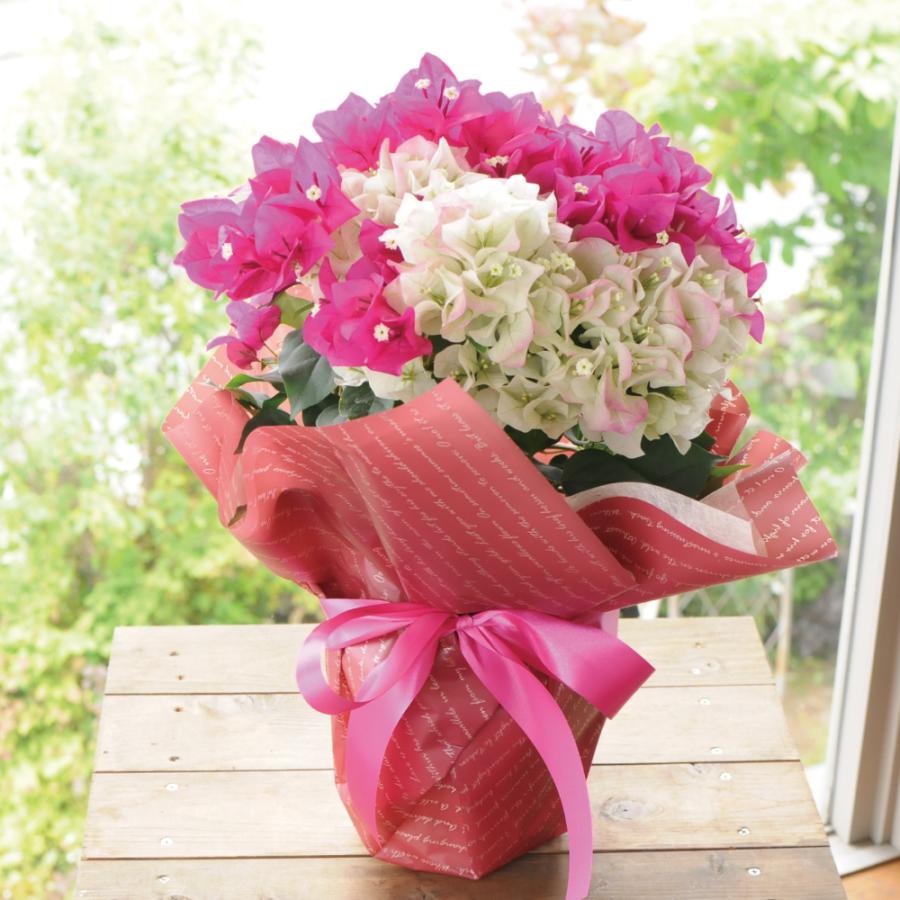 母の日ギフト 産地直送 花  鉢花 カーネーション以外 誕生日プレゼント 人気 2026  50代 60代 70代 80代 ピンク 色が選べるブーゲンビリアの鉢植え 5号鉢 | エーデルワイス花の贈り物 | 12