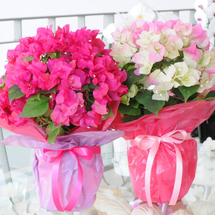 母の日ギフト 産地直送 花  鉢花 カーネーション以外 誕生日プレゼント 人気 2026  50代 60代 70代 80代 ピンク 色が選べるブーゲンビリアの鉢植え 5号鉢 | エーデルワイス花の贈り物 | 09