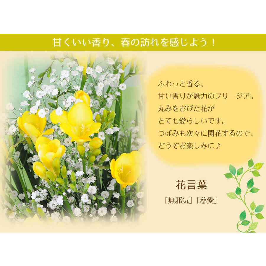 バレンタイン 花 誕生日 花ギフト　春  プレゼント 花 花束  卒業式 卒園式 フリージア 花束 誕生日 記念日  結婚記念日 フリージアの花束 Mサイズ | エーデルワイス花の贈り物 | 05