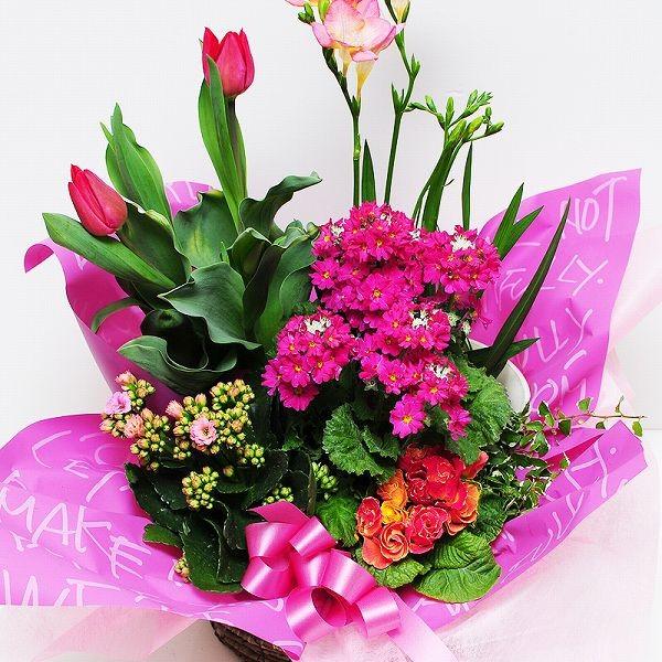 鉢植え 花 誕生日プレゼント 女性 お祝い 花 入学式 卒園式 卒業 卒園 花 寄せ植え 誕生日 記念日 退職 送別 歓送迎 花 春の寄せ鉢ミックス Lサイズ Hachispringl 花束ギフト花工房 誕生日翌日配達 通販 Yahoo ショッピング