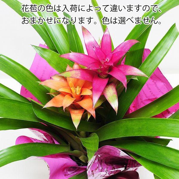 観葉植物 グズマニア 3本立ち 6号鉢 鉢 フラワーギフト おしゃれ インテリア 室内 Hc 3guzmania 花束ギフト花工房 誕生日翌日配達 通販 Yahoo ショッピング