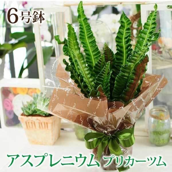 1794円 ブランド買うならブランドオフ 観葉植物 鉢 フラワーギフト おしゃれ インテリア 室内 アスプレニウム プリカーツム アカキ 6号鉢