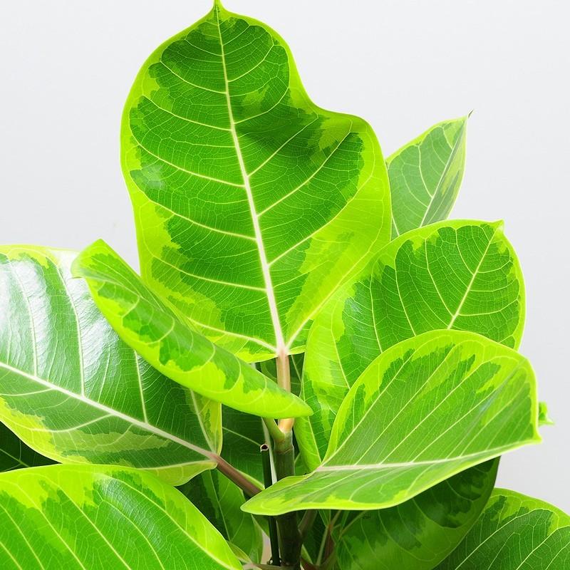 エーデルワイス花の贈り物 観葉植物 室内用 ゴムの木 アルテシマ 6号鉢