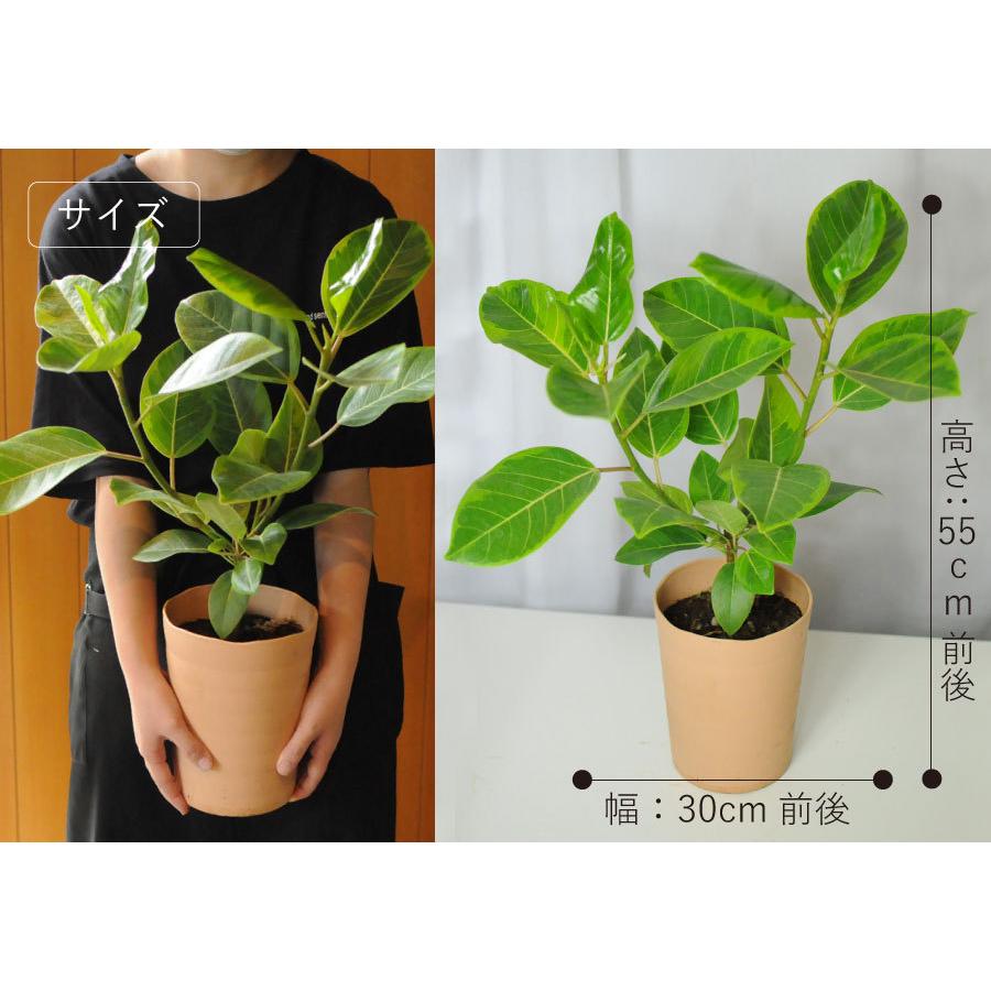 エーデルワイス花の贈り物 観葉植物 室内用 ゴムの木 アルテシマ 6号鉢