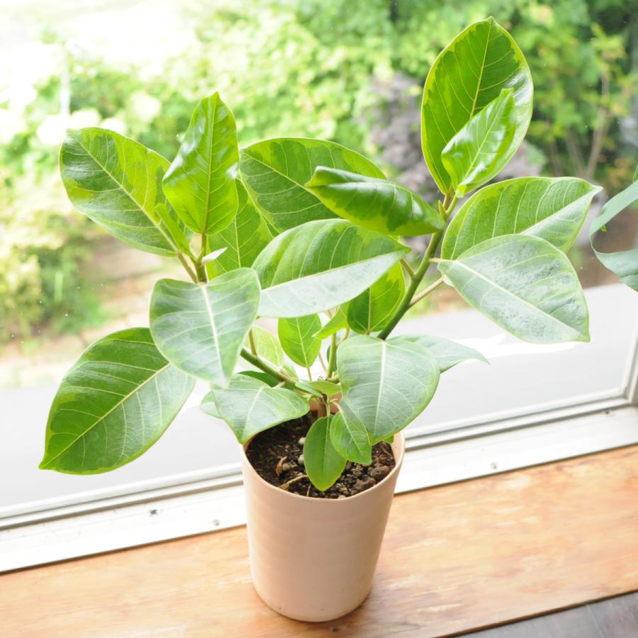 エーデルワイス花の贈り物 観葉植物 室内用 ゴムの木 アルテシマ 6号鉢