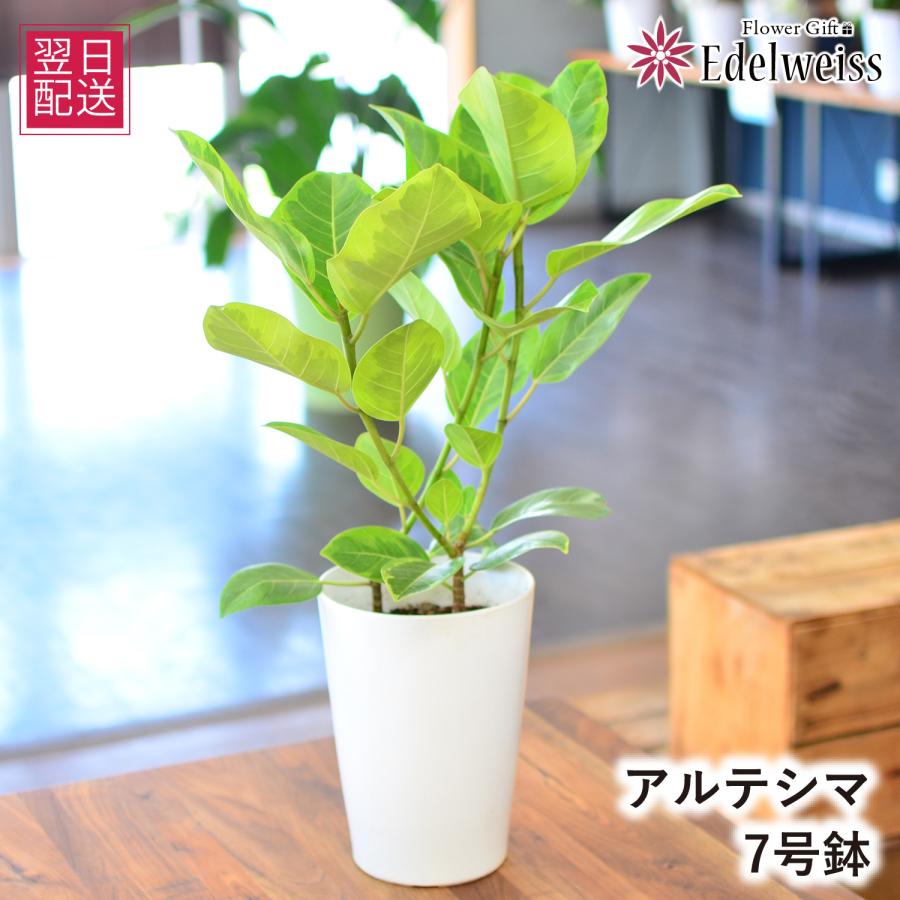 鉢カバー付き★アルテシマ　7号　ゴムの木　観葉植物 エーデルワイス花の贈り物 花 ギフト観葉植物 アルテシマ 7号鉢 鉢