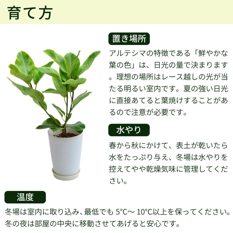 鉢カバー付き★アルテシマ　7号　ゴムの木　観葉植物 エーデルワイス花の贈り物 花 ギフト観葉植物 アルテシマ 7号鉢 鉢