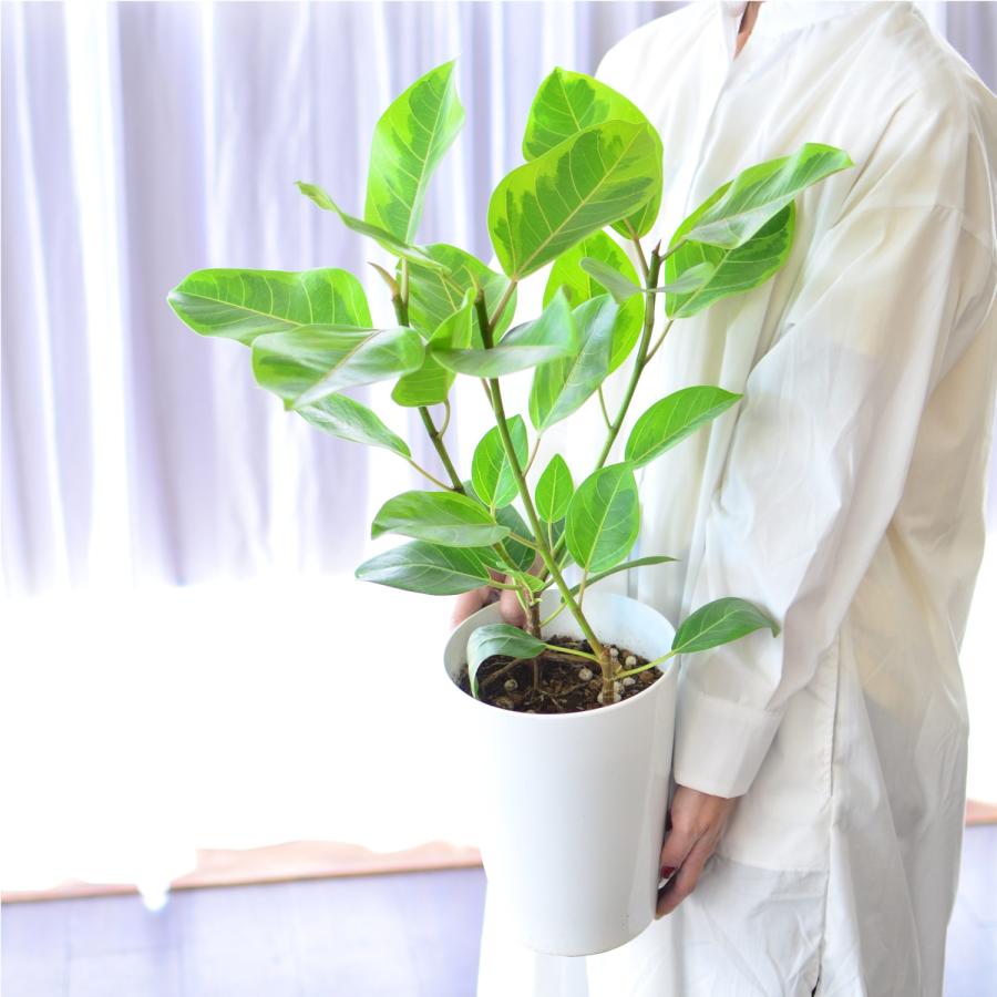 鉢カバー付き★アルテシマ　7号　ゴムの木　観葉植物 エーデルワイス花の贈り物 花 ギフト観葉植物 アルテシマ 7号鉢 鉢