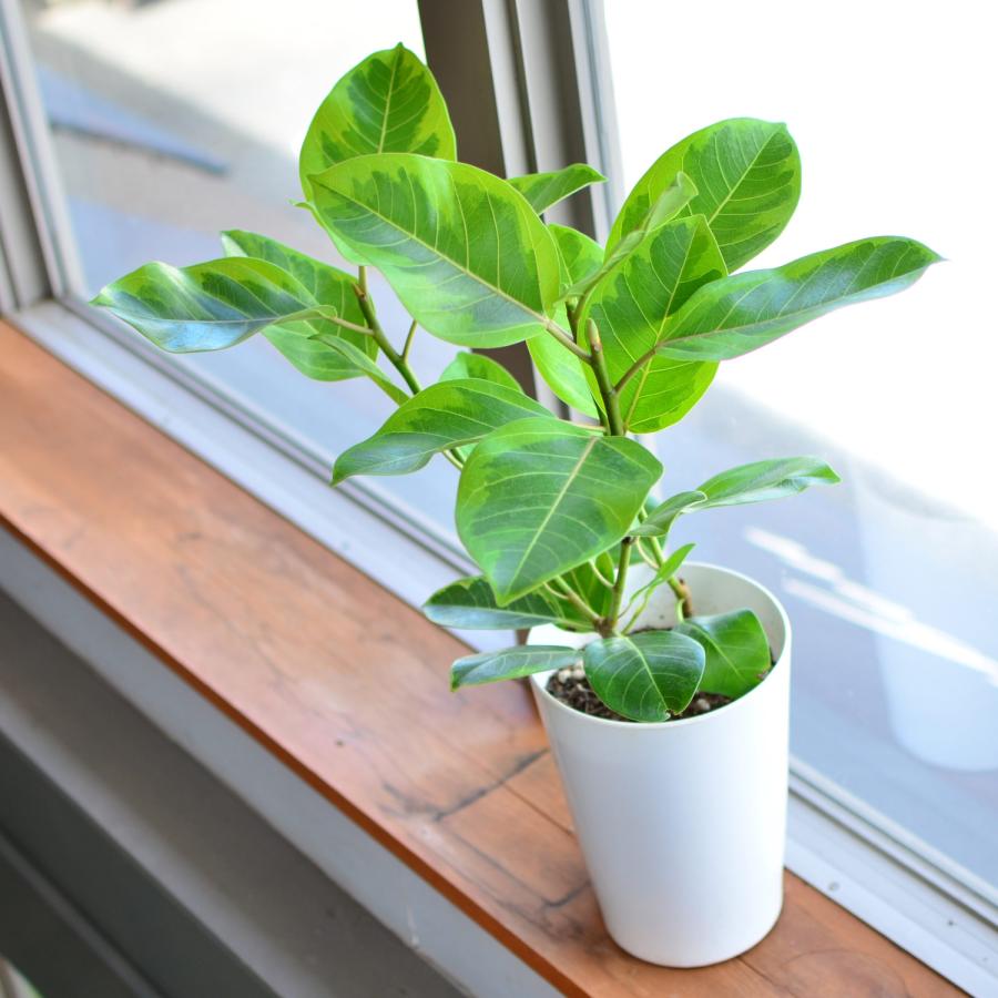 エーデルワイス花の贈り物 花 ギフト観葉植物 アルテシマ 7号鉢 鉢