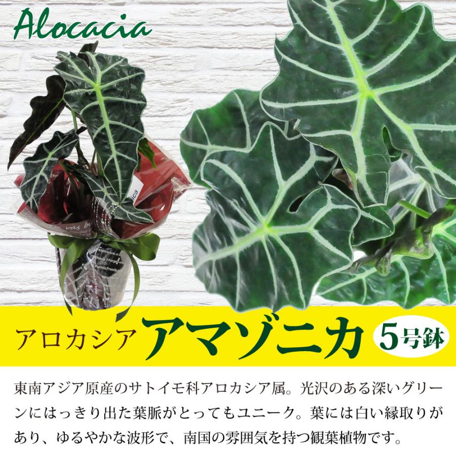 アロカシア アマゾニカ5号鉢 クワズイモ 送料無料 風水 南国 インテリア プレゼント Hc Amazonica5 花束ギフト花工房 誕生日翌日配達 通販 Yahoo ショッピング