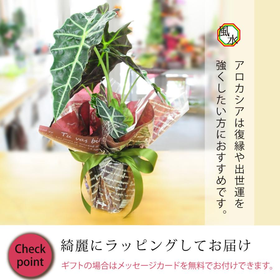 アロカシア アマゾニカ5号鉢 クワズイモ 送料無料 風水 南国 インテリア プレゼント Hc Amazonica5 花束ギフト花工房 誕生日翌日配達 通販 Yahoo ショッピング