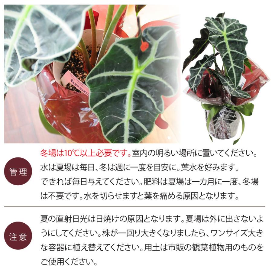 クワズイモ 風水