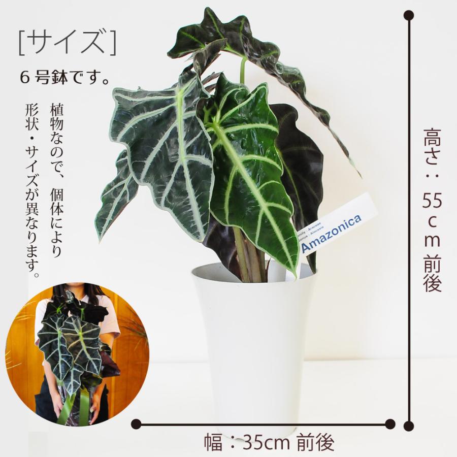 クワズイモ 風水