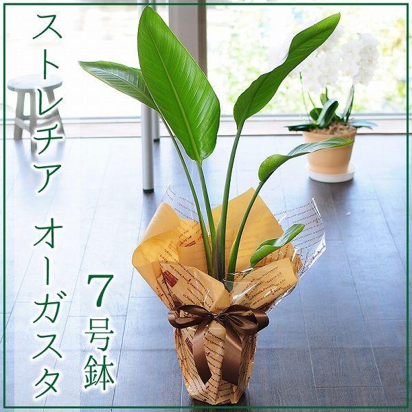 ストレチア オーガスタ 観葉植物 7号鉢 ストレリチア オーガスタ フラワーギフト おしゃれ インテリア 室内 Hc Augusta7 花束ギフト花工房 誕生日翌日配達 通販 Yahoo ショッピング