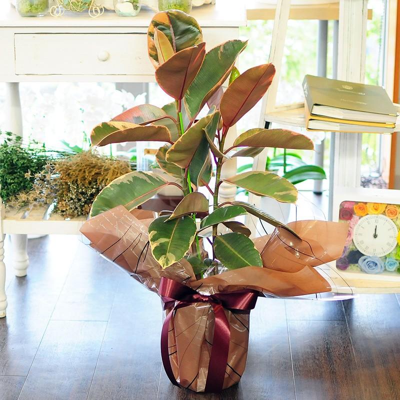 フィカス ベリーズ 7号鉢 ゴムの木 観葉植物 開店祝い 移転祝い 新築祝い おしゃれ インテリア 室内 Hc Belize 花束ギフト花工房 誕生日翌日配達 通販 Yahoo ショッピング