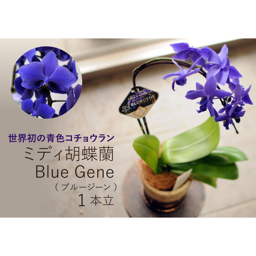 エーデルワイス花の贈り物 世界初の青色コチョウラン 青色 送料無料