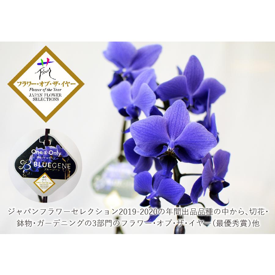 エーデルワイス花の贈り物 世界初の青色コチョウラン 青色 送料無料
