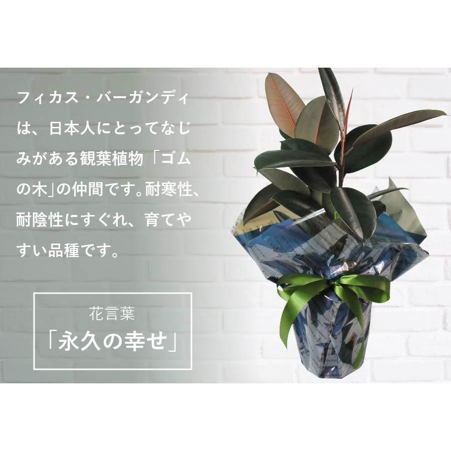 エーデルワイス花の贈り物 爆買 観葉植物 室内用 ゴムの木 フィカス