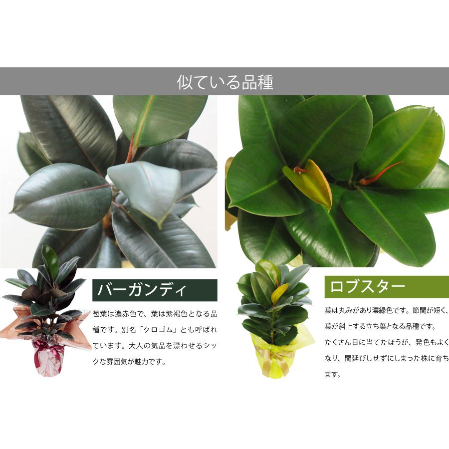 エーデルワイス花の贈り物 爆買 観葉植物 室内用 ゴムの木 フィカス