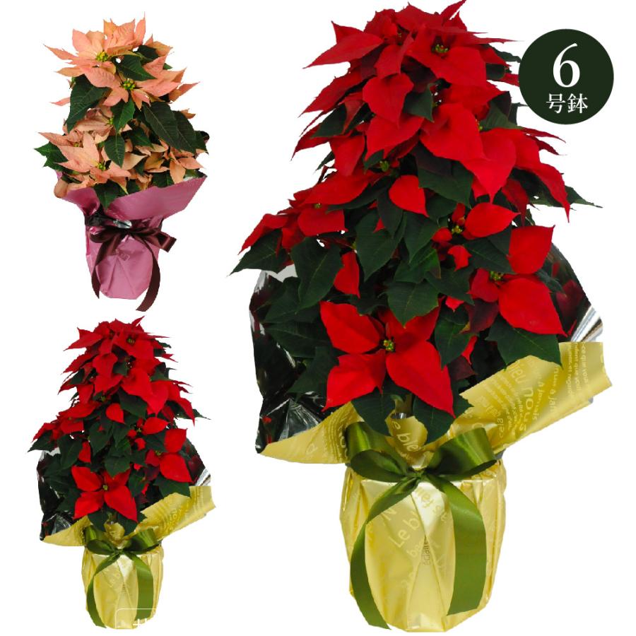 クリスマス 花 ポインセチア鉢植え 6号鉢 ポインセチア 鉢植え プレゼント お歳暮 花鉢 クリスマス 花 鉢植え 誕生日 花 宅配 ポインセチア ツリー型 6号鉢 Hc Burningember 花束ギフト花工房 誕生日翌日配達 通販 Yahoo ショッピング
