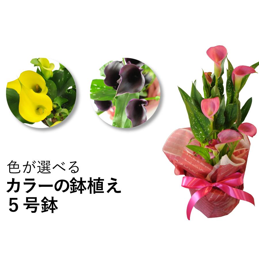 お祝い 誕生日ギフト 花のプレゼント 色が選べるカラーの鉢植え5号鉢｜flower｜05