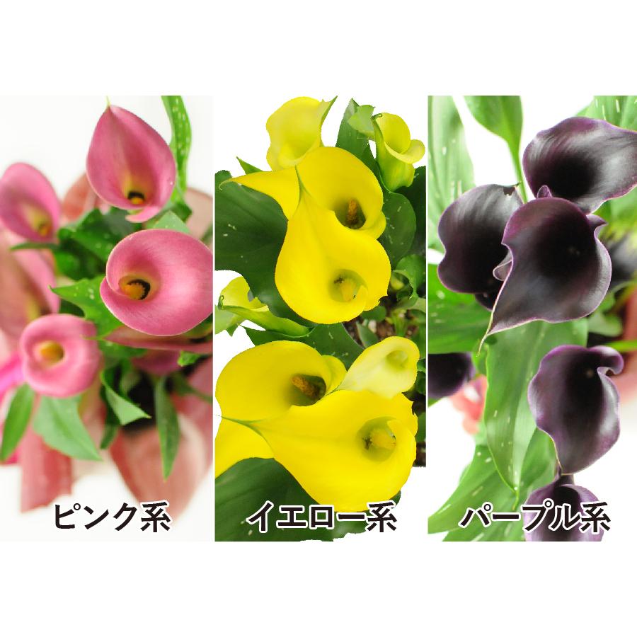 お祝い 誕生日ギフト 花のプレゼント 色が選べるカラーの鉢植え5号鉢｜flower｜07