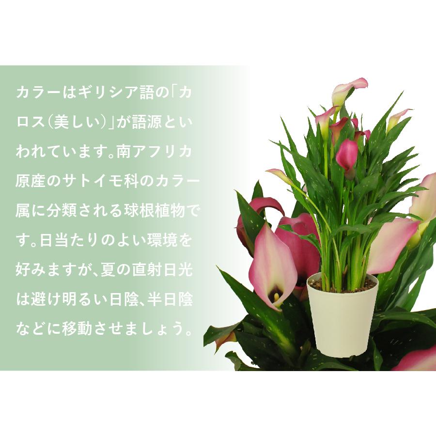 お祝い 誕生日ギフト 花のプレゼント 色が選べるカラーの鉢植え5号鉢｜flower｜06