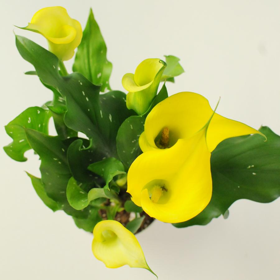 お祝い 誕生日ギフト 花のプレゼント 色が選べるカラーの鉢植え5号鉢｜flower｜12