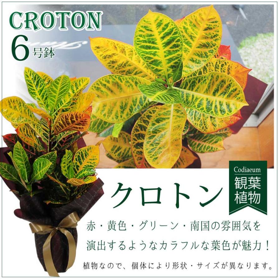 クロトン 6号鉢 観葉植物 開店祝い 移転祝い 新築祝い おしゃれ インテリア 室内 Hc Croton Ex1 花束ギフト花工房 誕生日翌日配達 通販 Yahoo ショッピング