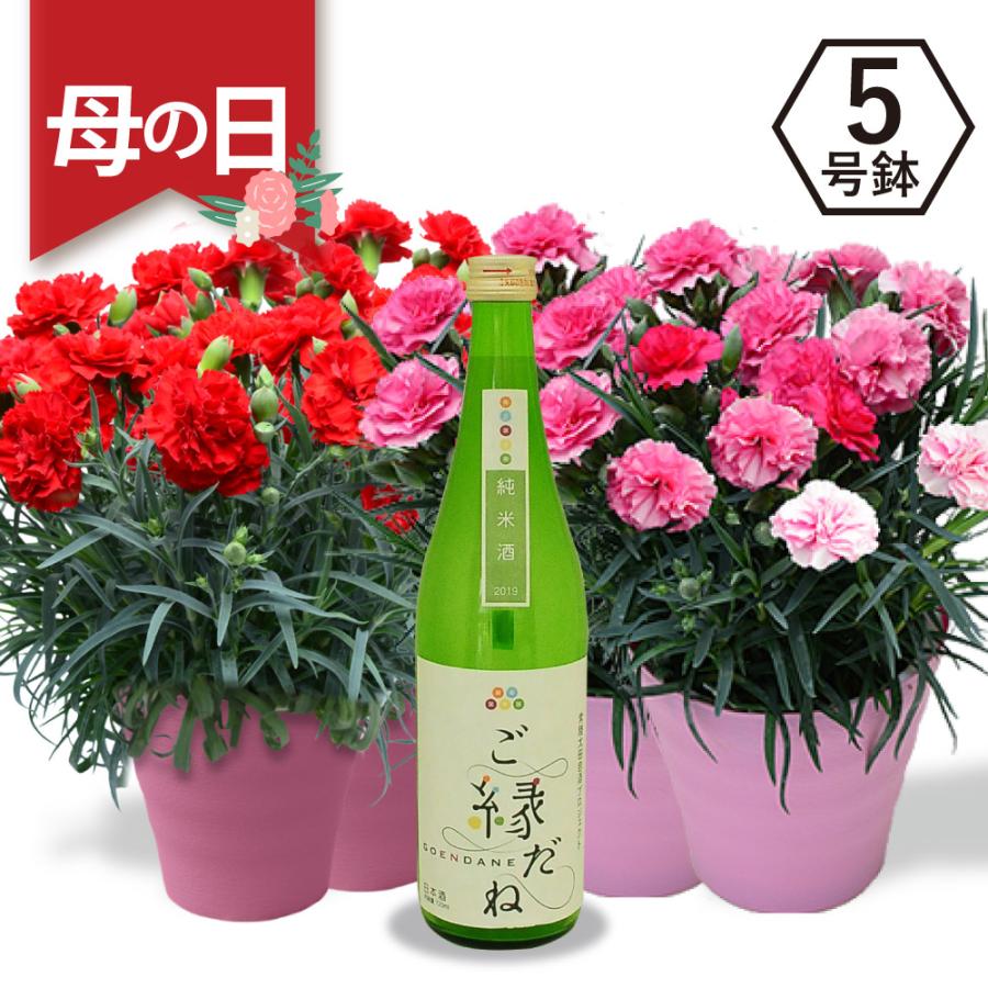母の日ギフト 日本酒で仕込んだ梅酒とカーネーション鉢 ギガランキングｊｐ