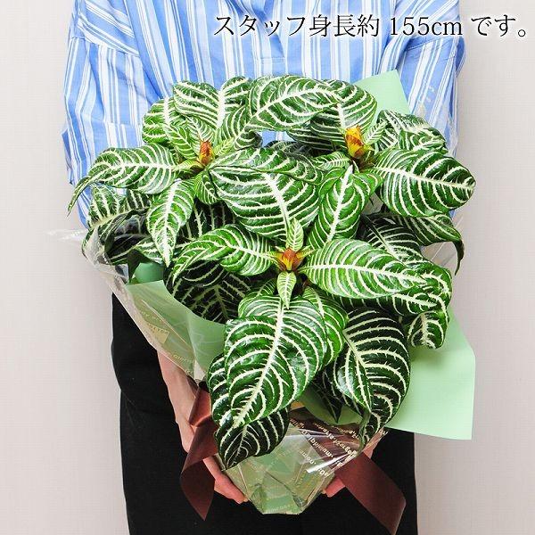 ダニア 6号鉢 アフェランドラ ダニア 観葉植物 開店祝い 移転祝い 新築祝い おしゃれ インテリア 室内 Hc Dania 花束ギフト花工房 誕生日翌日配達 通販 Yahoo ショッピング