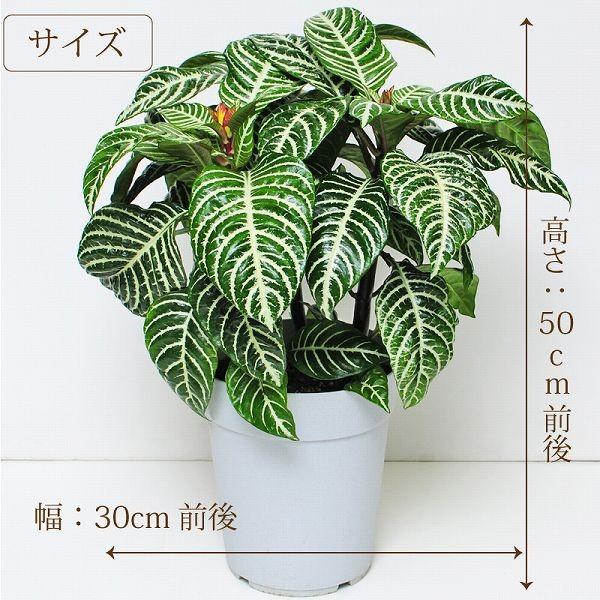ダニア 6号鉢 アフェランドラ ダニア 観葉植物 開店祝い 移転祝い 新築祝い おしゃれ インテリア 室内 Hc Dania 花束ギフト花工房 誕生日翌日配達 通販 Yahoo ショッピング