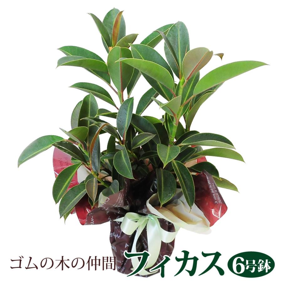 フィカス 6号鉢 ゴムの木の仲間 育てやすい 贈る 贈り物 送料無料 お花宅配 観葉植物宅配 開店祝い 移転祝い 新築祝い おしゃれ インテリア 室内 Hc Ficus 花束ギフト花工房 誕生日翌日配達 通販 Yahoo ショッピング