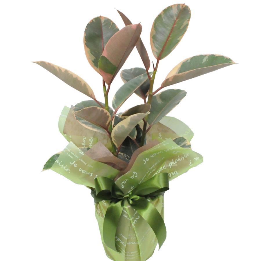 エーデルワイス花の贈り物 観葉植物 室内用 フィカスルビー あす
