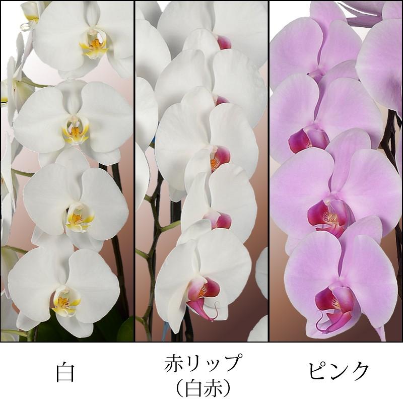 蘭のフレンズ 胡蝶蘭3本立 39輪以上 8号鉢 産地直送 開店祝い胡蝶蘭 開院祝い 開業祝い 移転祝い胡蝶蘭ギフト 蘭のフレンズ 胡蝶蘭3本立 39輪以上 8号鉢 白赤
