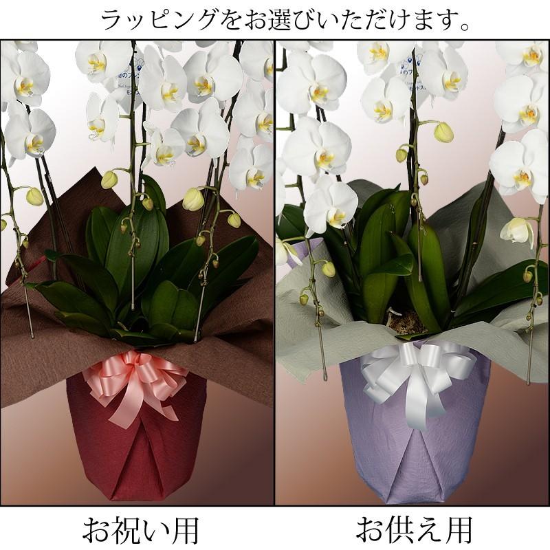 蘭のフレンズ 胡蝶蘭3本立 39輪以上 8号鉢 産地直送 開店祝い胡蝶蘭 開院祝い 開業祝い 移転祝い胡蝶蘭ギフト 蘭のフレンズ 胡蝶蘭3本立 39輪以上 8号鉢 白赤