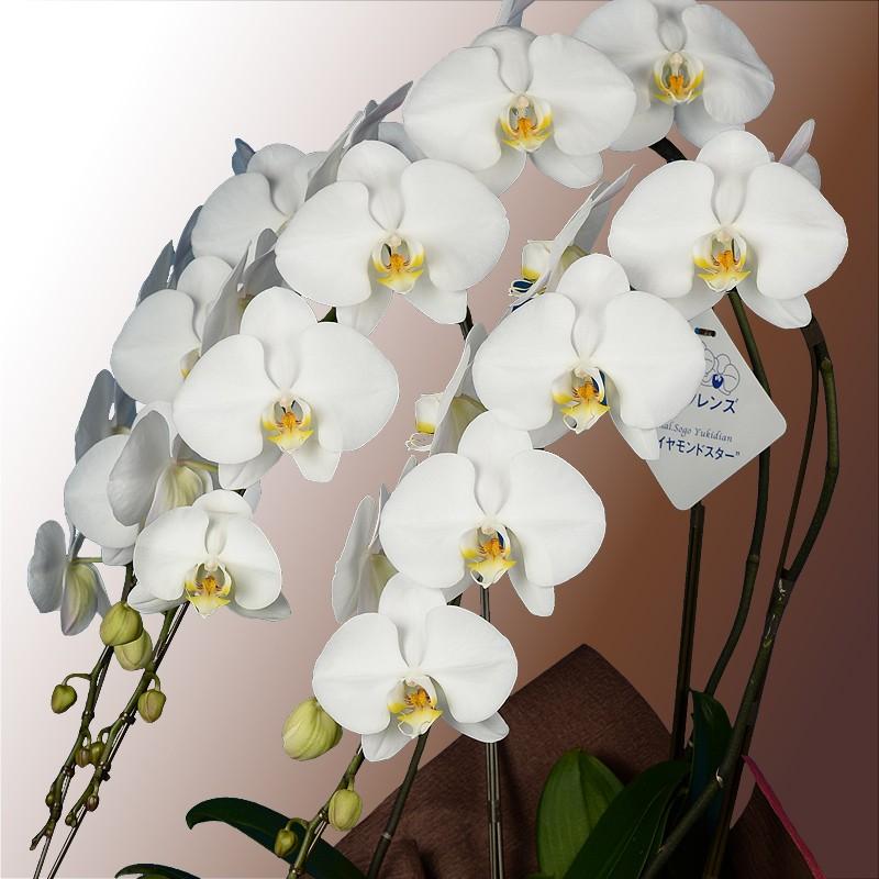 蘭のフレンズ 胡蝶蘭3本立 39輪以上 8号鉢 産地直送 開店祝い胡蝶蘭 開院祝い 開業祝い 移転祝い胡蝶蘭ギフト 蘭のフレンズ 胡蝶蘭3本立 39輪以上 8号鉢 白赤