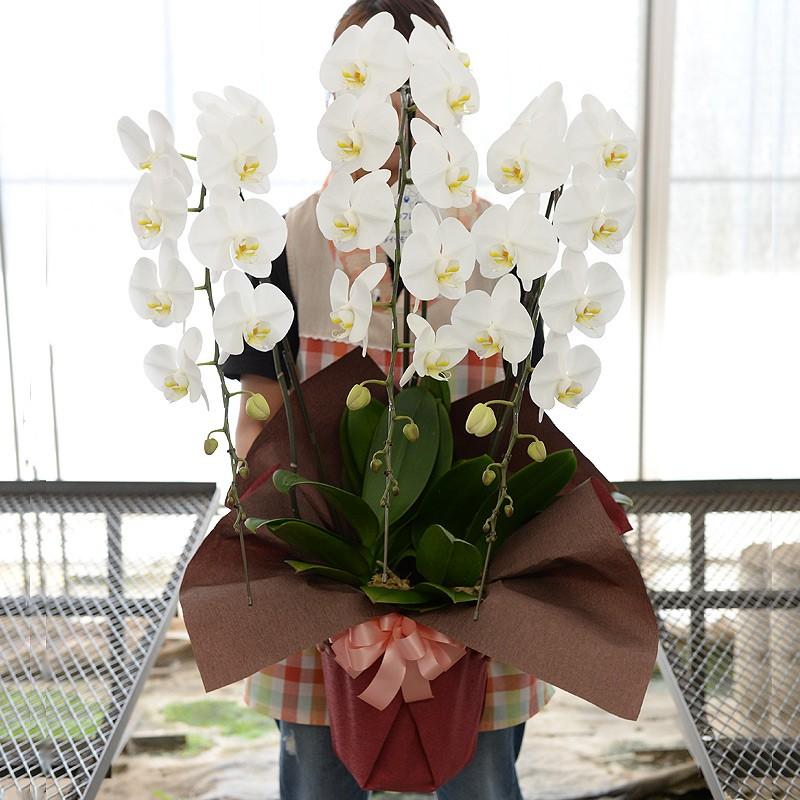 蘭のフレンズ 胡蝶蘭3本立 39輪以上 8号鉢 産地直送 開店祝い胡蝶蘭 開院祝い 開業祝い 移転祝い胡蝶蘭ギフト 蘭のフレンズ 胡蝶蘭3本立 39輪以上 8号鉢 白赤