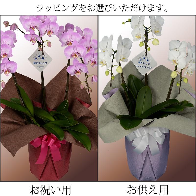 エーデルワイス花の贈り物 産地直送 ミディ胡蝶蘭 開店祝い胡蝶蘭 開院