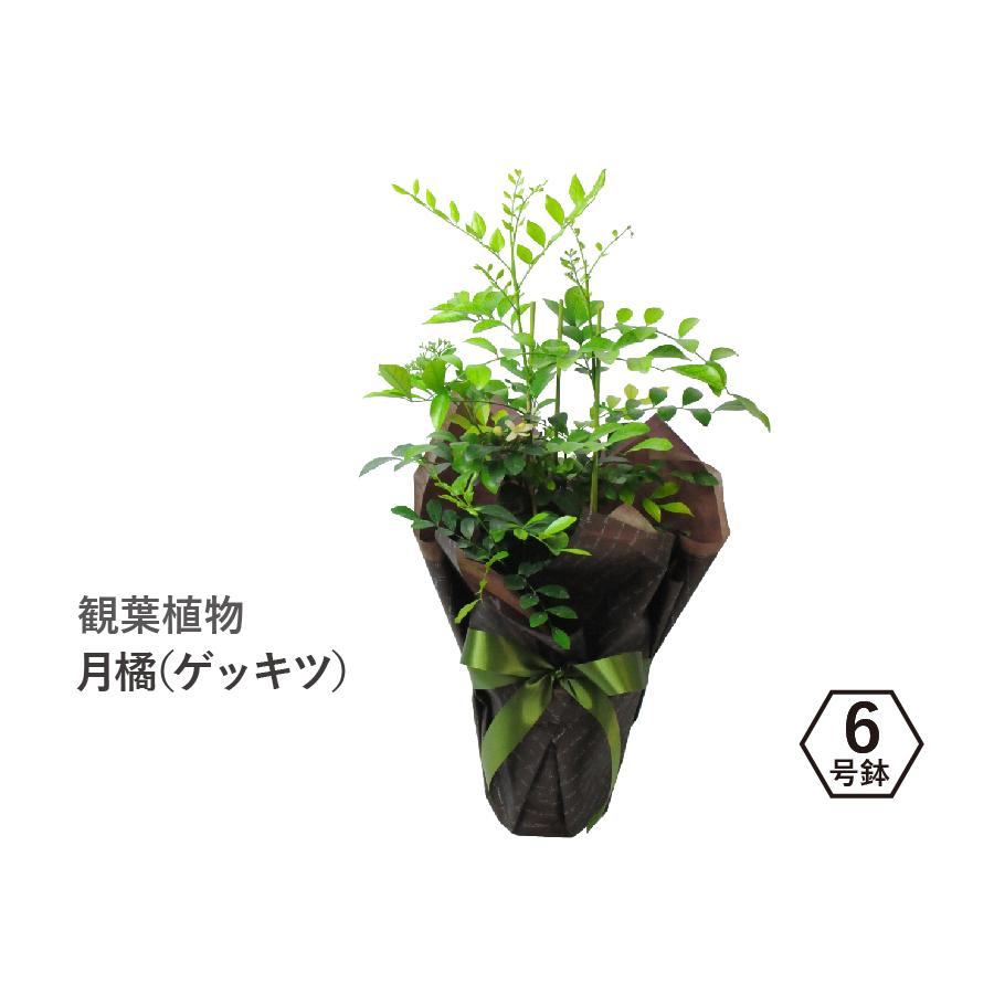 観葉植物 室内用 オレンジジャスミン シルクジャスミン 月橘 (ゲッキツ) 6号鉢｜flower｜02