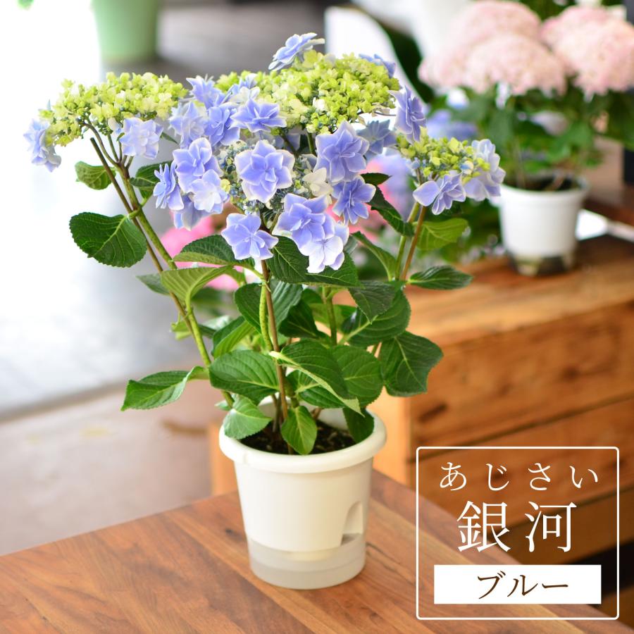 母の日 まだ間に合う 2026 花 ギフト あじさい 鉢植え 5号 銀河 産地直送 2026母の日 プレゼント 60代 70代 80代 義母 祖母 ははの日 アジサイ 紫陽花 | エーデルワイス花の贈り物 | 01
